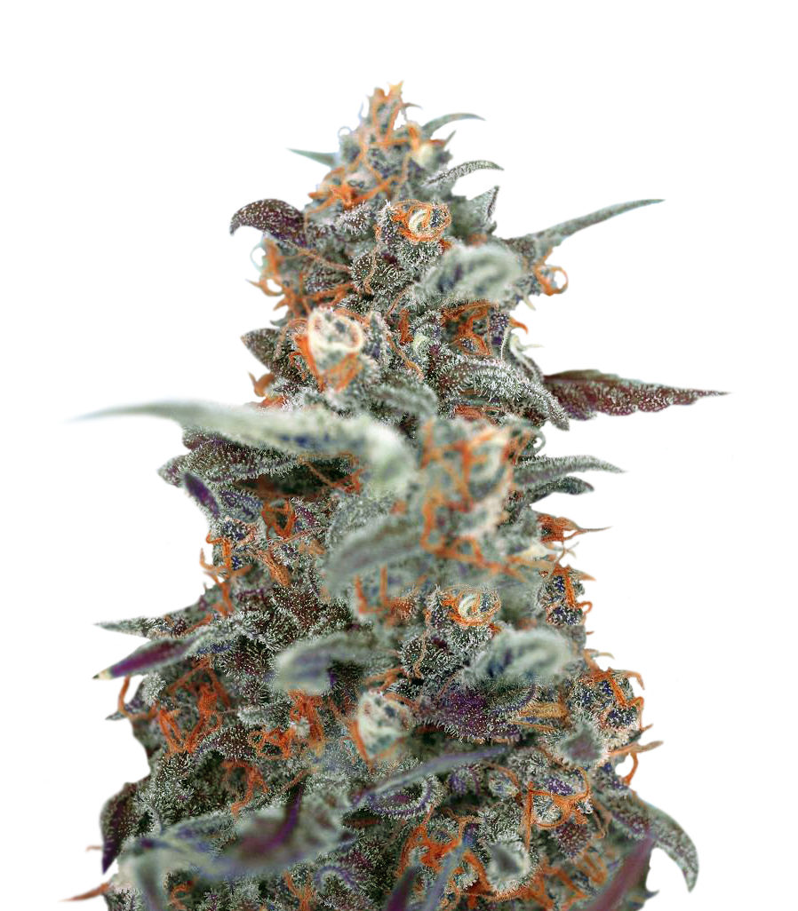 Devil auto. Dark Devil сорт. Devil Cream auto. Jack 47 auto Sweet Seeds. Wedding Cake auto fem автоцветущие.